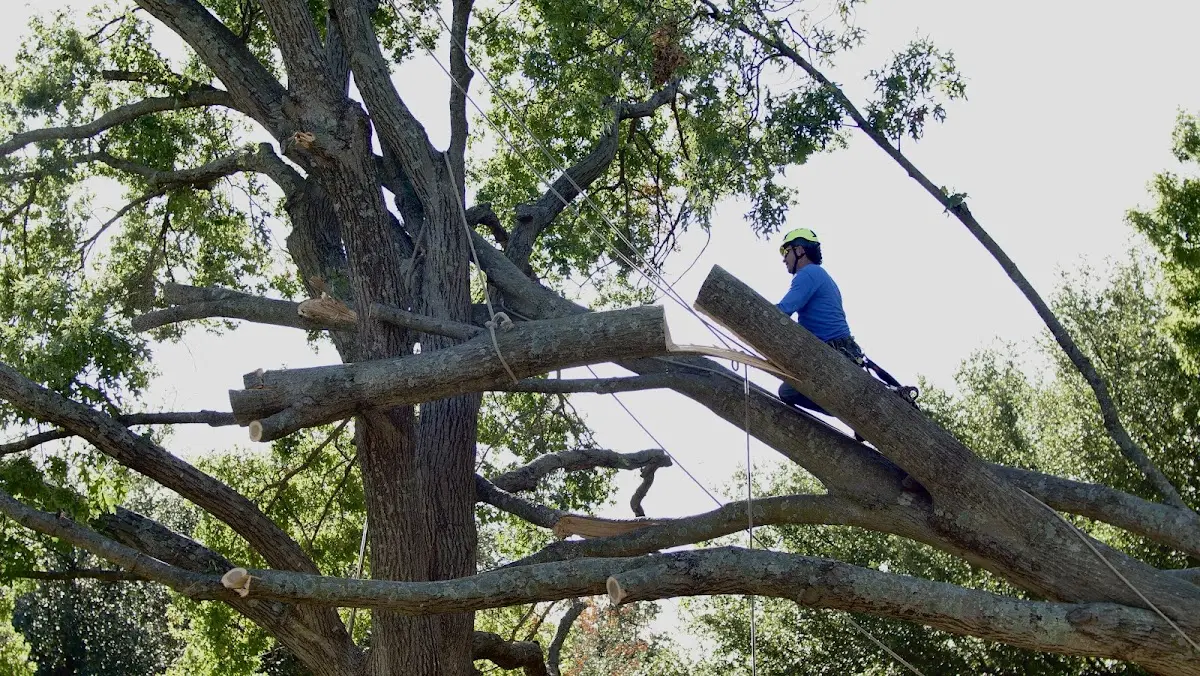 Professional Hazardous Tree Removal performed by certified arborists in Pittsville